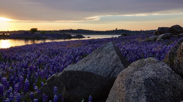 Folsom Lake Lupine Sunset Time-lapse 