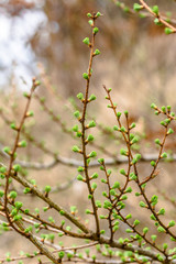 Needles larch, spring, fresh conifer twig with green buds