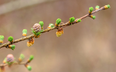 Young spring conifer needle larch and cone macro