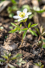 Wood anemone, spring flower in the forest, close-up