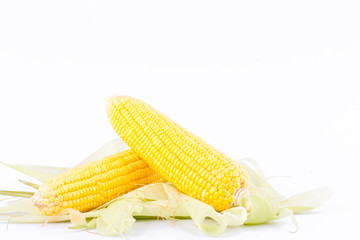 sweet corn on cobs kernels or grains of ripe corn on white background corn vegetable isolated
