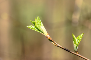 Fresh spring leaves, close-up