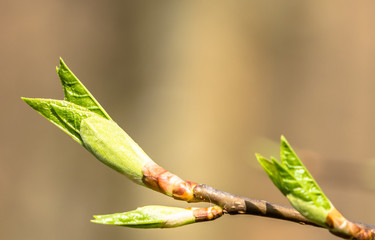 Fresh green leaves, spring buds leaf on twig