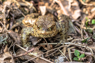 Macro of toad in the forest undergrowth, selective focus
