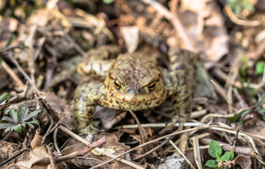 Macro of toad in the forest undergrowth, selective focus
