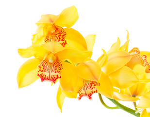fresh natural yellow orchid flowers clos eup isolated on white background