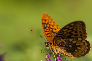 Garden Flowers and Insects
