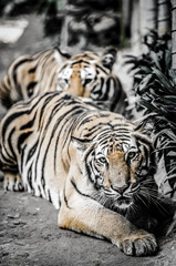 tiger lay on the ground with dramatic tone