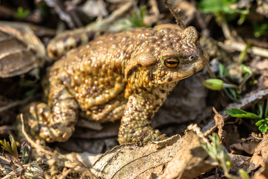 Macro of toad in the forest undergrowth, selective focus