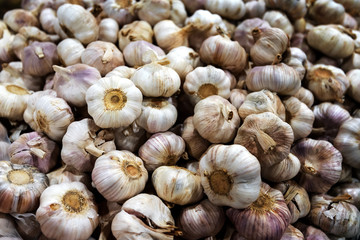 Lots of common fresh Garlic background