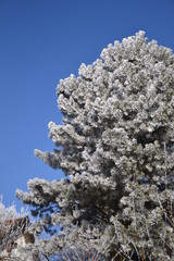 Kiefer mit frostigen Spuren