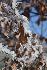 Eichenblatt mit Eiskristallen