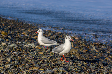 sea gulls on the pebble beach / Black-headed gull,Chroicocephalus ridibundus, Larus ridibundus