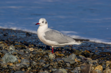 sea gulls on the pebble beach / Black-headed gull,Chroicocephalus ridibundus, Larus ridibundus