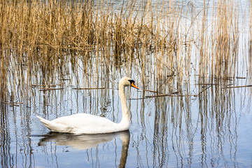 White swan on the lake among reeds.