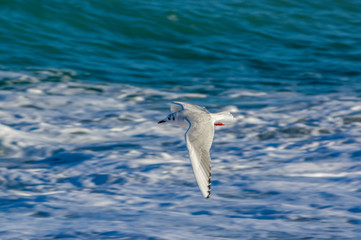 flying sea gulls / Black-headed gull,Chroicocephalus ridibundus, Larus ridibundus
