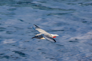 flying sea gulls / Black-headed gull,Chroicocephalus ridibundus, Larus ridibundus