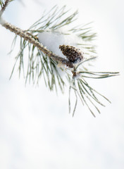 Obraz premium Winter nature background. Frozen flower