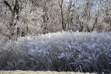 Schilfgras mit frostigen Spuren