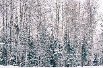 Fototapeta premium Winter frost forest