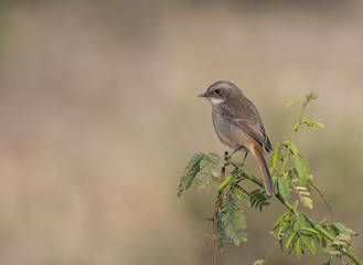Obraz premium Grey Bush Chat (Saxicola ferreus)