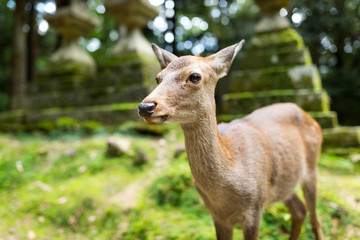 Deer in Japanese temple