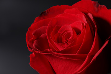 The closeup of a red rose on black.