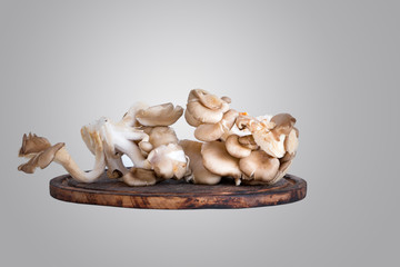 Oyster mushroom on wooden board on gray background.