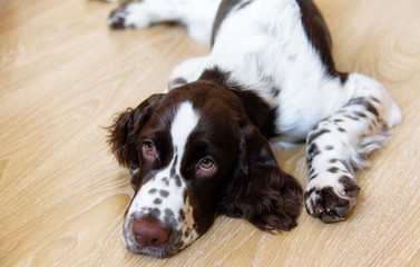 English Springer Spaniel puppy dog