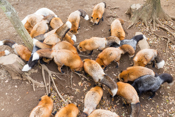Feeding group of red fox