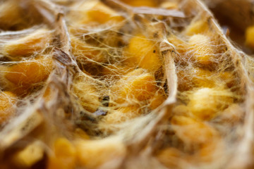 Close up yellow silkworm cocoons in weave bamboo.
