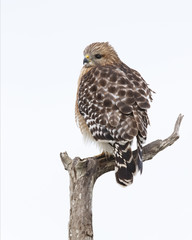 Red-shouldered Hawk perched in a dead tree - Florida