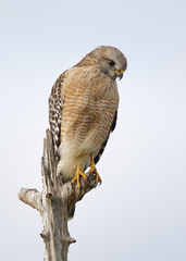 Red-shouldered Hawk perched in a dead tree - Florida