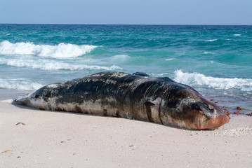 Naklejka premium A stranded sperm whale lies dead on the beach of Socotra island