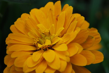 Large Yellow Flower