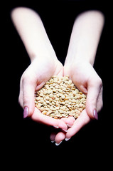 Female hands holding a handful of useful and tasty lentil. Legumes are the best food for dieting, weight loss, slimming. Superfood for the fashionable modern diet.