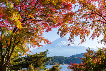 Fototapety  Fuji i czerwony klon