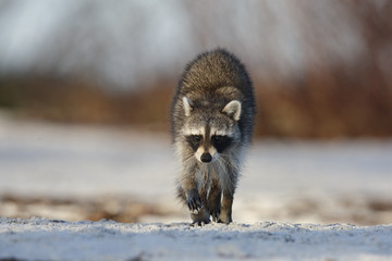 Raccoon crossing a sandy beach - St. Petersburg, Florida