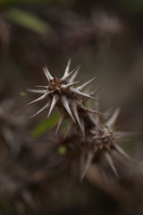 big thorns - plant detail