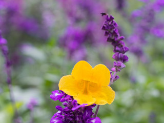 Yellow Flower in Purple Flowers