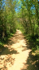 Fototapeta premium Romantischer Spazierpfad