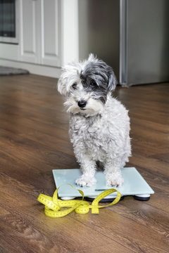 cute poodle dog sitting on weigh scales with measuring meter in the mouth
