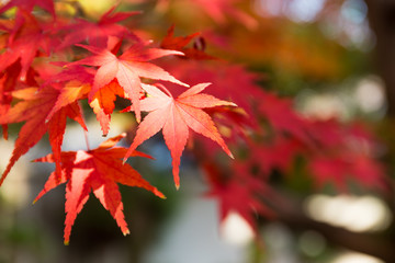 Red japanese maple leaves