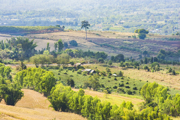 mountain landscape greeb tree morning time at khoa kho Thailand