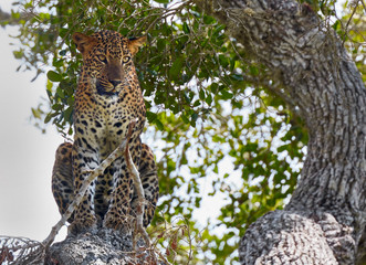 Leopard in wild nature. Yala national park, Sri Lanka