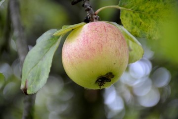 Detail of a wild organic apple and leaves