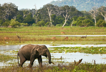Fototapeta premium Elephant in wild nature. Yala national park, Sri Lanka