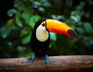 Zelfklevend Fotobehang Toekan op de tak in tropisch bos van Brazilië © SJ Travel Footage