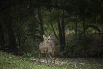female Eld's deer, Thamin, Brow-antlered deer in field