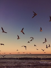 sea ​​sunset and flying seagulls